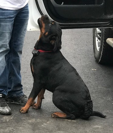 female rottweiler tennessee