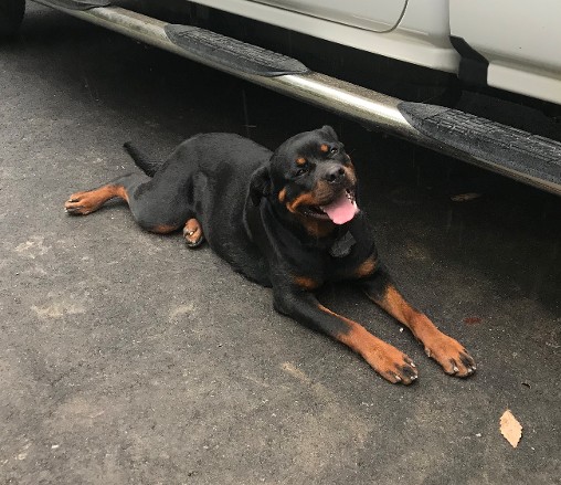 rosie von der musikstadt rottweiler female