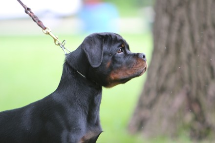 rottweiler male in california