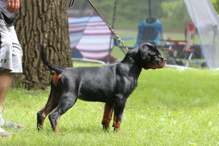 male rottweiler carroll shelby