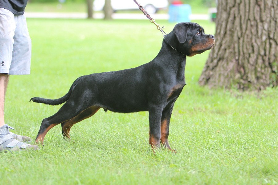 rottweiler male Carroll Shelby