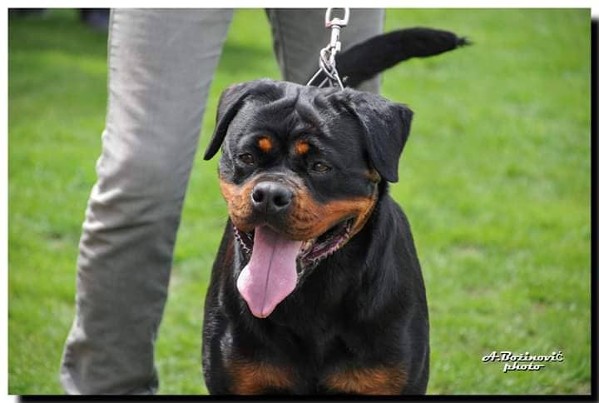 rottweiler female mina