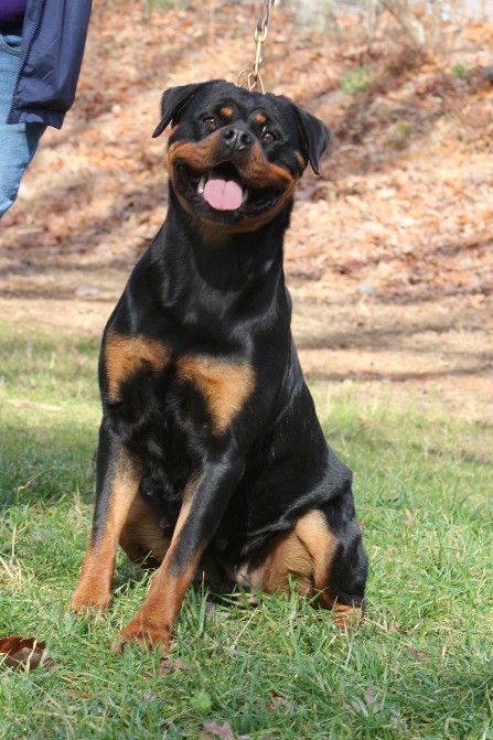 rottweiler female