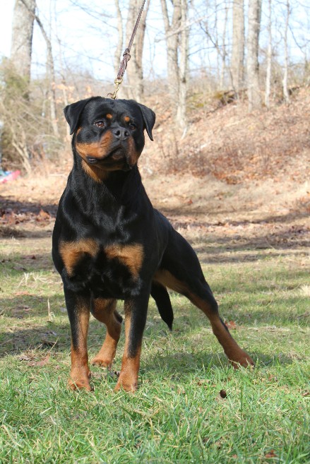 mina female rottweiler