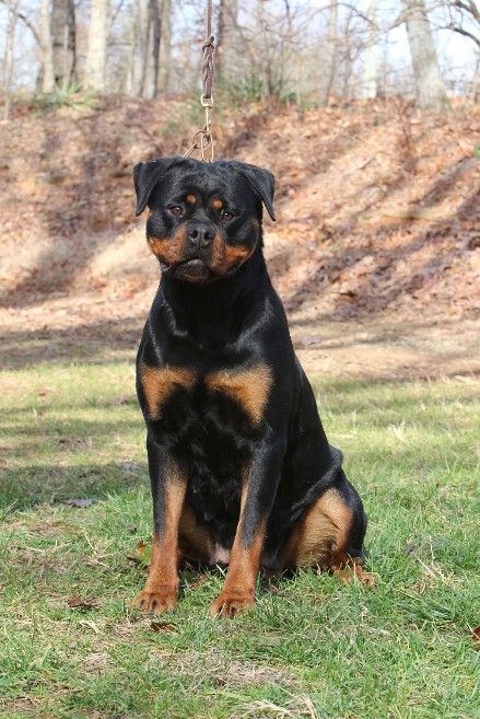 mina rottweiler female
