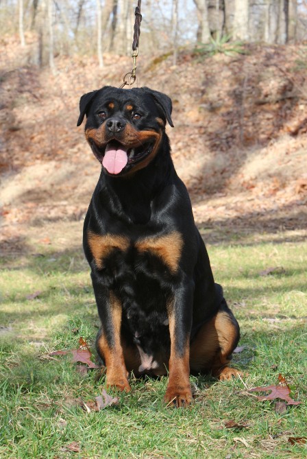 female rottweiler