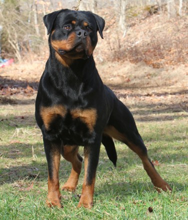 rottweiler female mina
