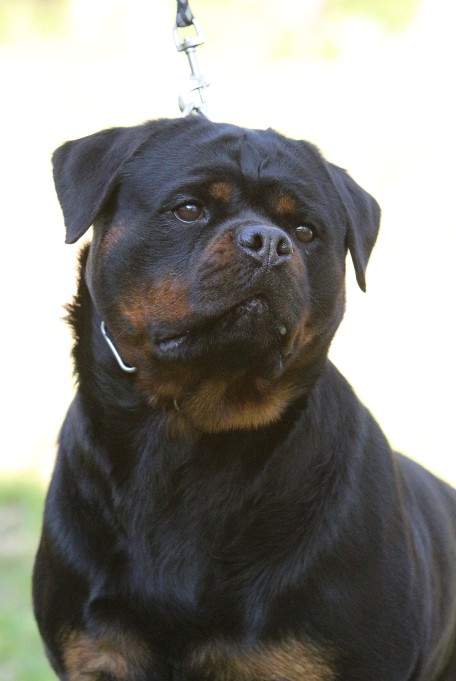 kona vom hause Edelstein