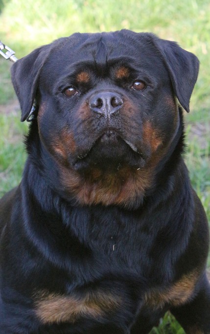 kona vom hause edelstein