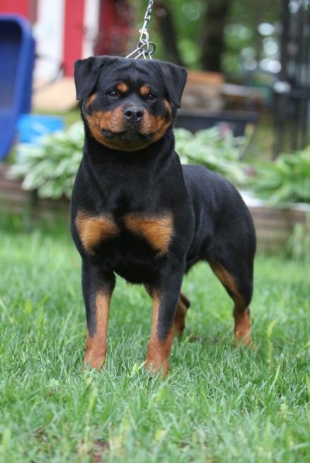 ingenious rottweiler female