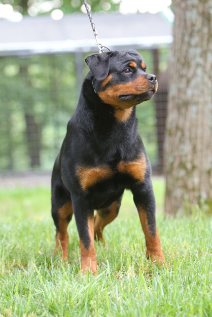 rottweiler female germany