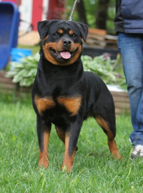 german rottweiler female