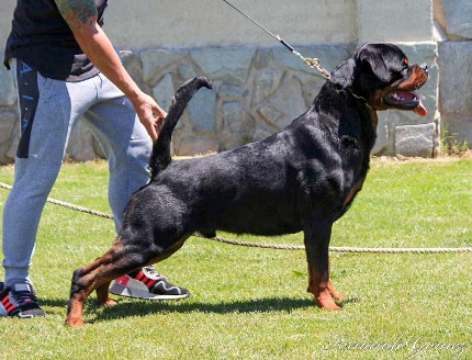 rottweiler stud male spain