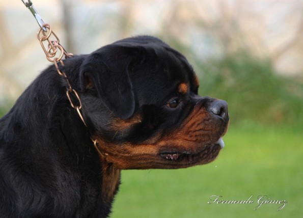 F1 de Rottvale Rottweiler Stud spain