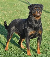 rottweiler female in spain rottweiler female in spain