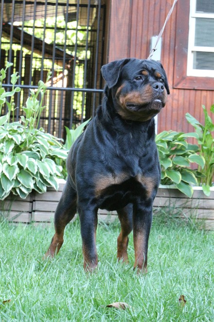 rottweiler female