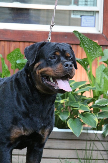 female rottweiler