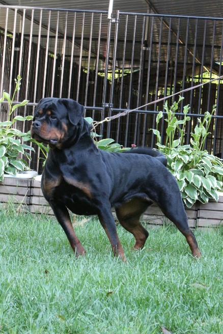 rottweiler female in Missouri