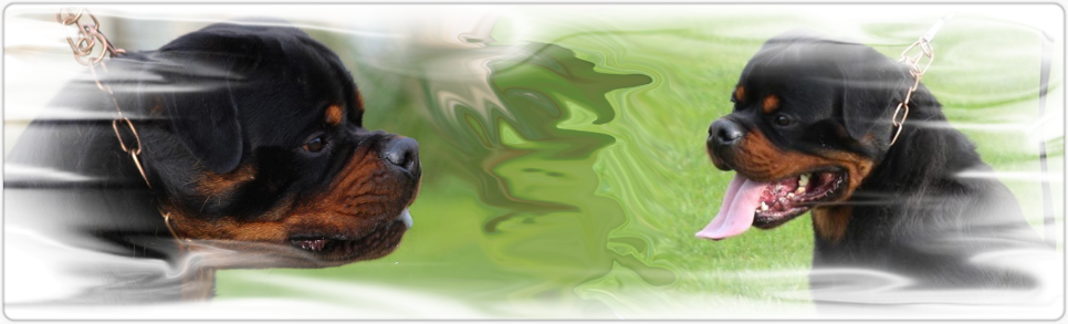 rottweiler logo
