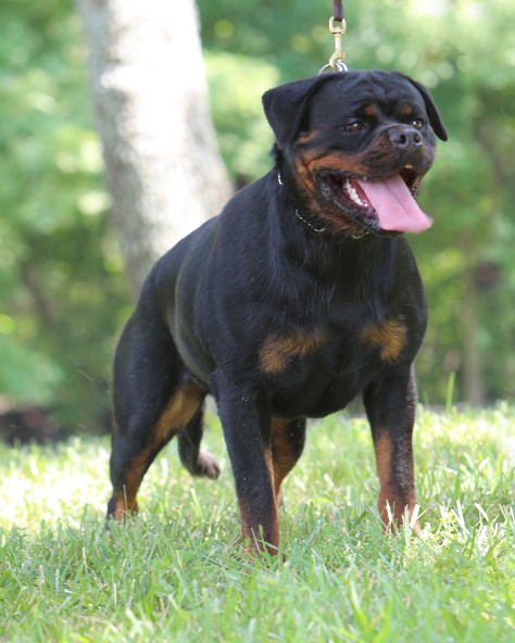 kona vom hause edelstein