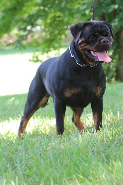female rottweiler in europe