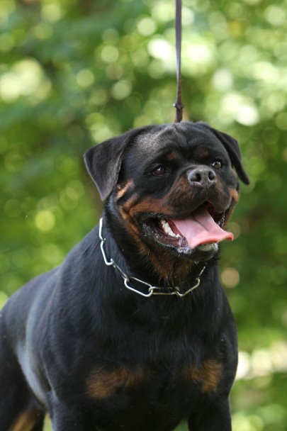 kona vom hause edelstein rottweiler female