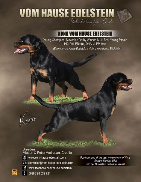 kona rottweiler female croatia