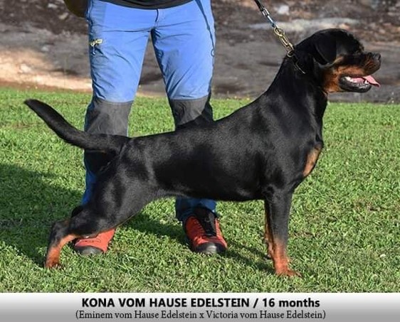 rottweiler female kona croatia