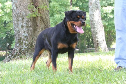 female german rottweiler