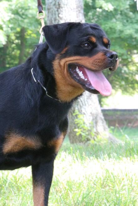 female german rottweiler