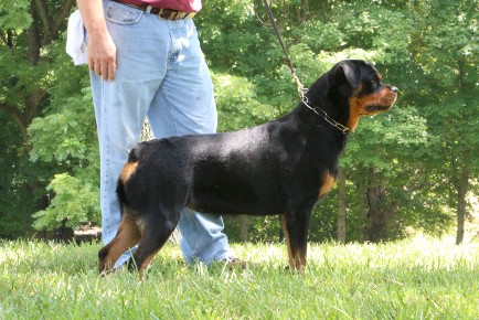 german rottweiler female