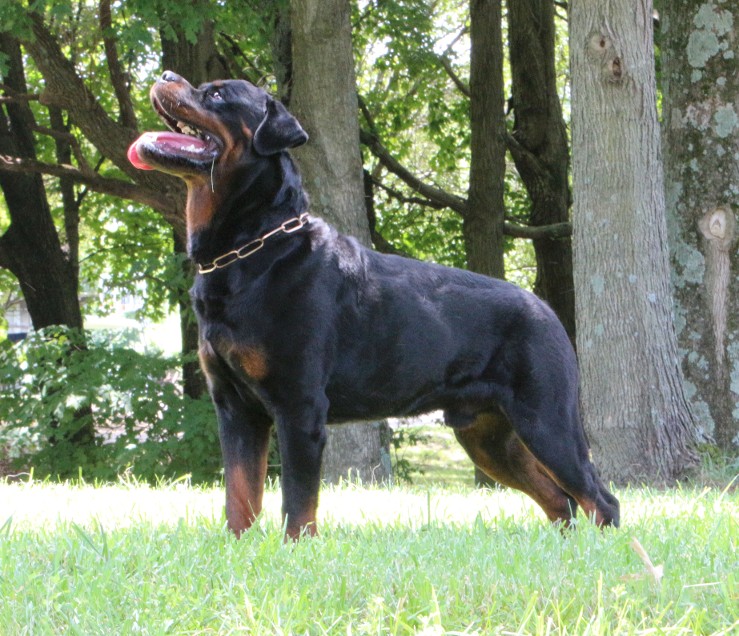rottweiler stud male