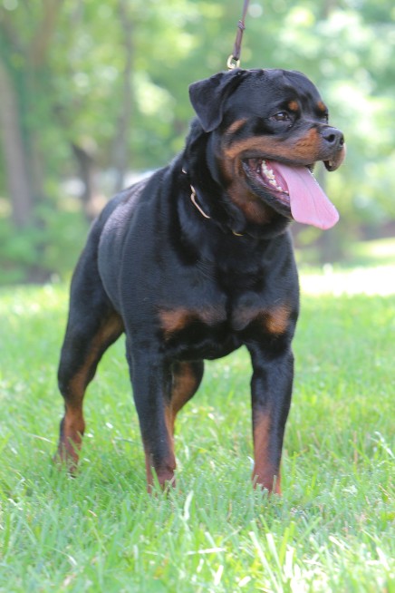 rottweiler male