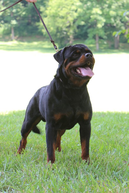 rottweiler show dog