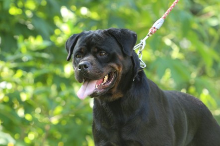 rottweiler female dark colors