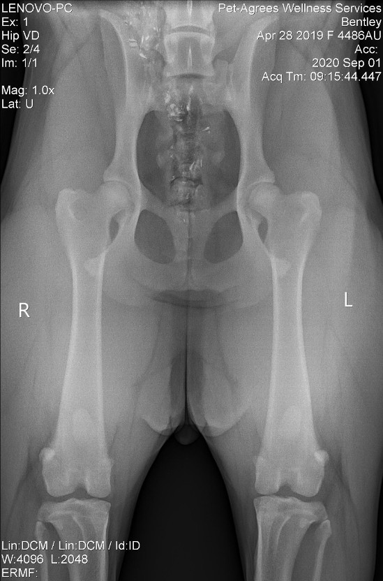 HD hip xrays excellent