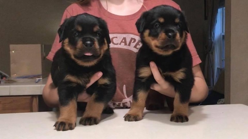 arlos majestic rott puppies 2020