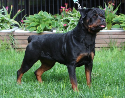lady rottweiler female