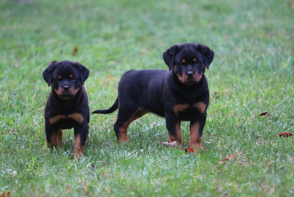 rott pups female