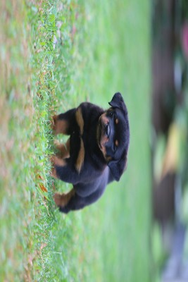 female rottweiler tennseess