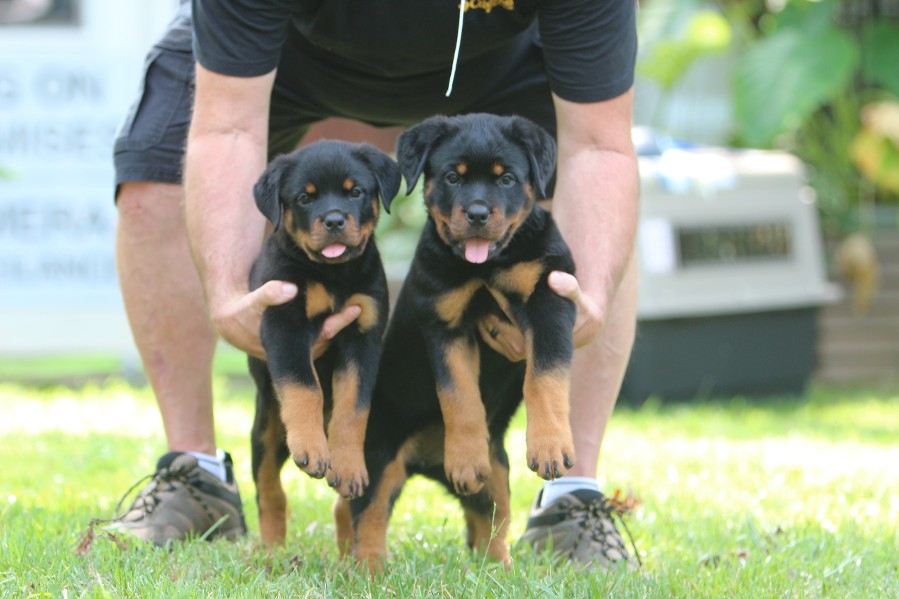 female rottweiler puppies