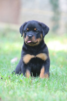 rottie puppy