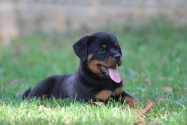 rott puppy in grass