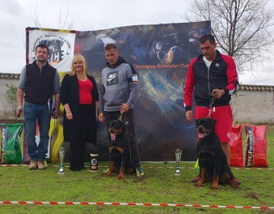 rottweiler male stud
