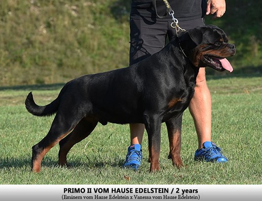primo II vom hause Edelstein
