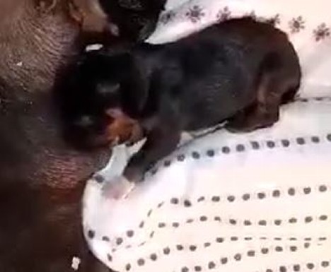 rottweiler white foot