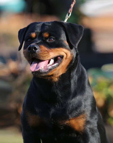 tennessee rottweiler german