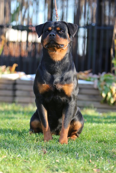 female rottweiler german bloodline