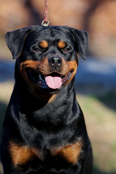 rottweiler female german bloodline