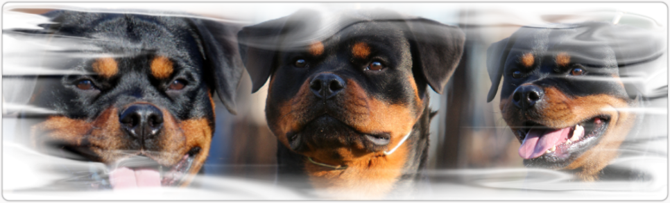 rottweiler female german bloodline